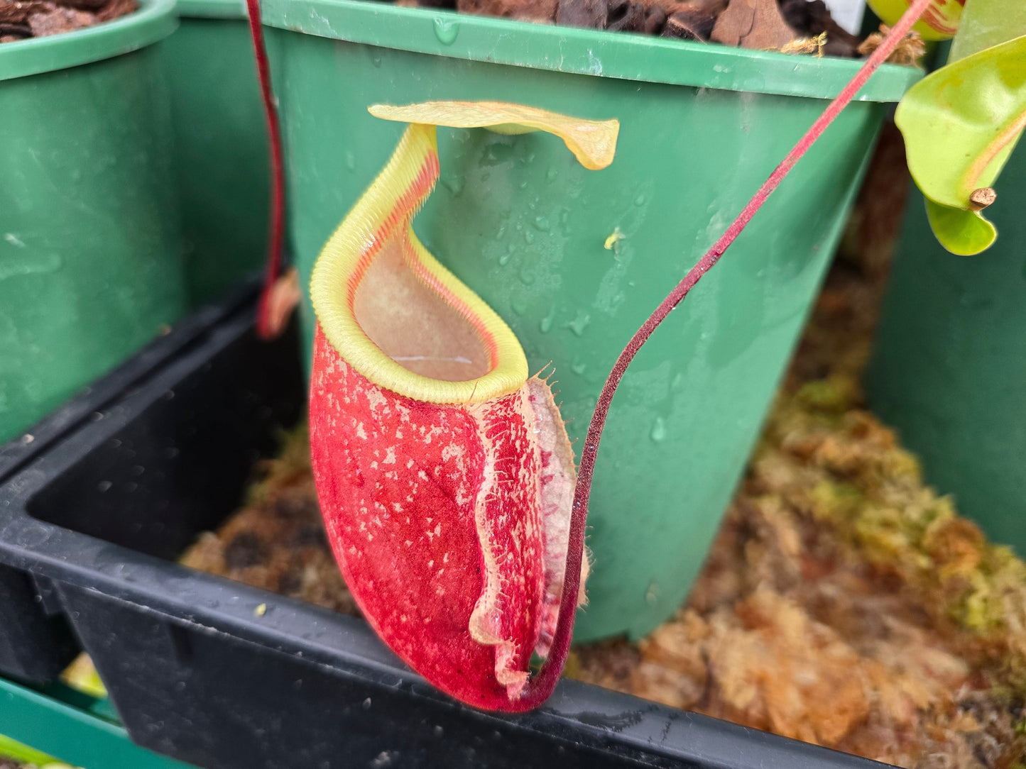Nepenthes 'Suki' - Intermediate Tropical Pitcher Plant