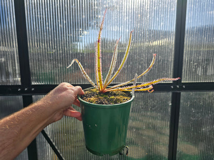 Drosera regia -  King Sundew