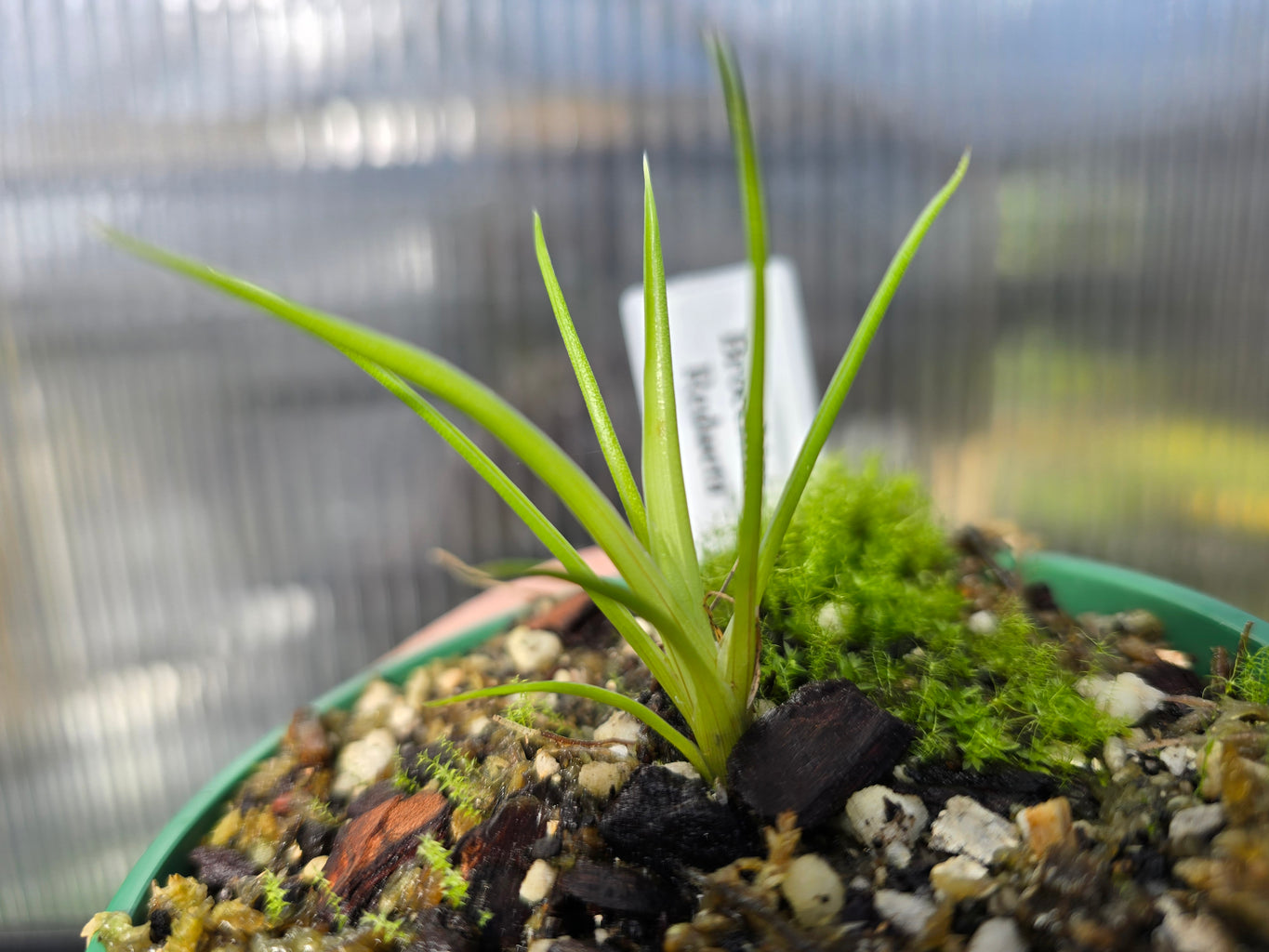 Brocchinia reducta - Carnivorous Bromeliad