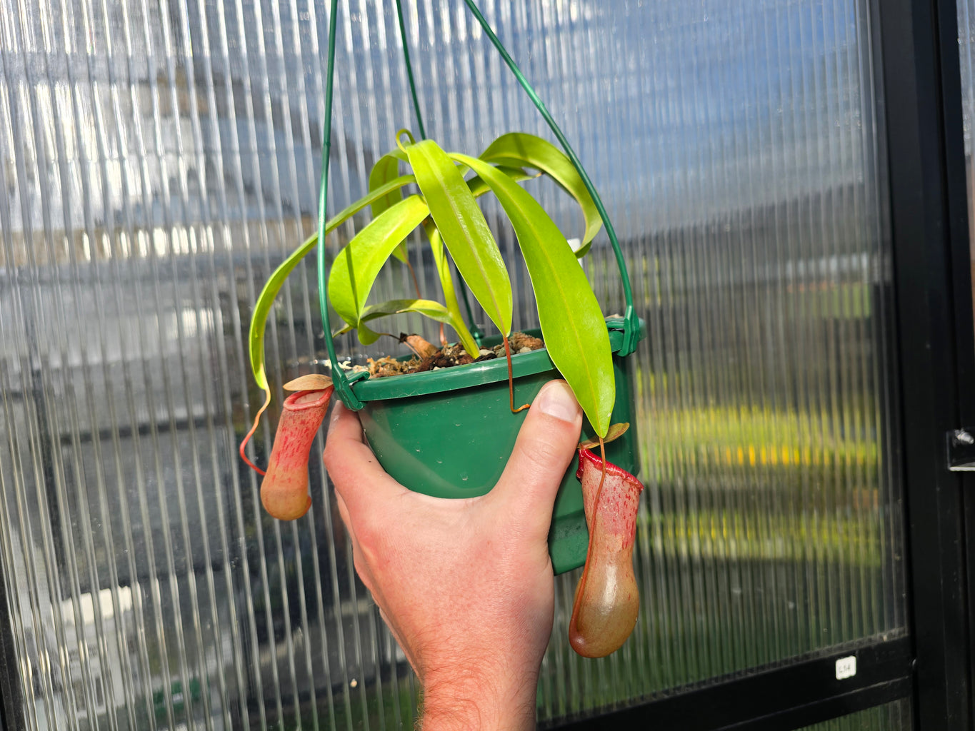 Nepenthes ventricosa - Highland Tropical Pitcher Plant