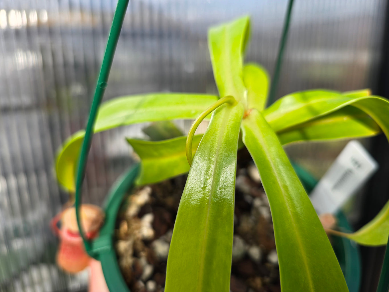 Nepenthes ventricosa - Highland Tropical Pitcher Plant