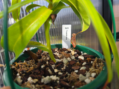 Nepenthes ventricosa - Highland Tropical Pitcher Plant