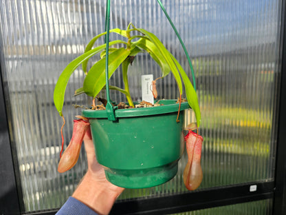 Nepenthes ventricosa - Highland Tropical Pitcher Plant