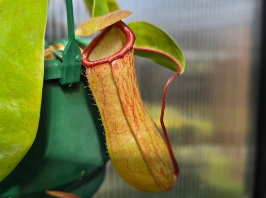 Nepenthes 'Emmarene' - Highland Tropical Pitcher Plant