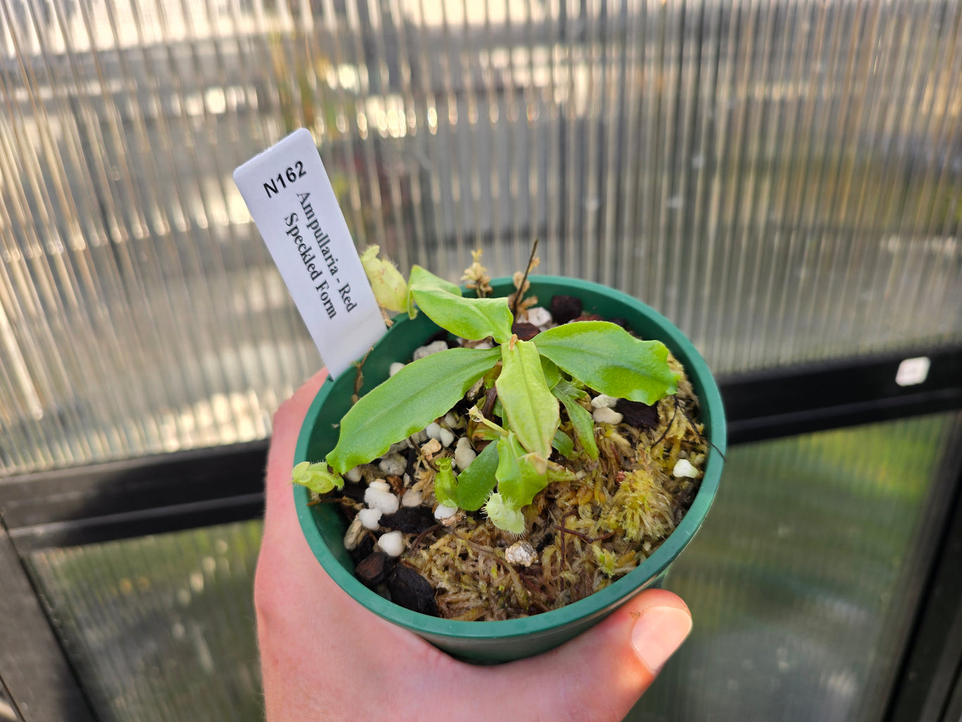 Nepenthes ampullaria 'Red Speckled Form'