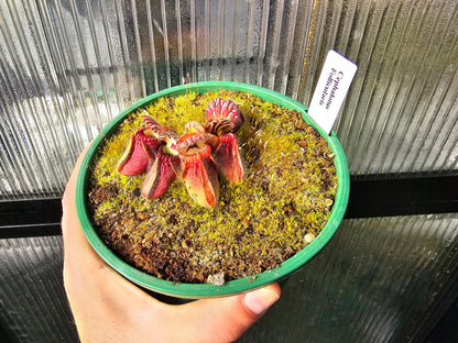 Cephalotus follicularis - Australian Pitcher Plant