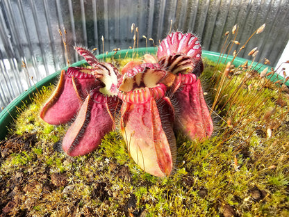 Cephalotus follicularis - Australian Pitcher Plant