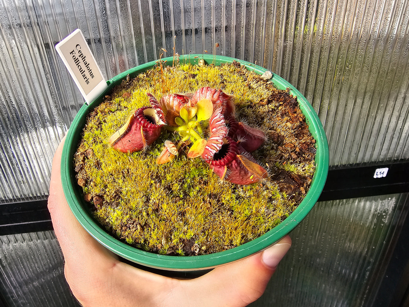 Cephalotus follicularis - Australian Pitcher Plant