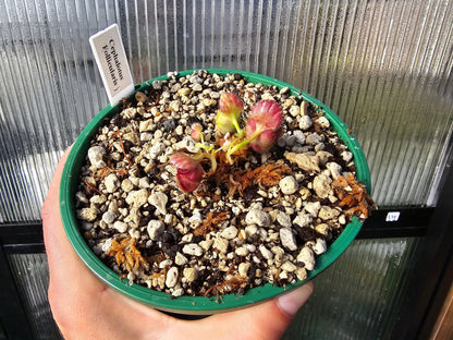 Cephalotus follicularis - Australian Pitcher Plant