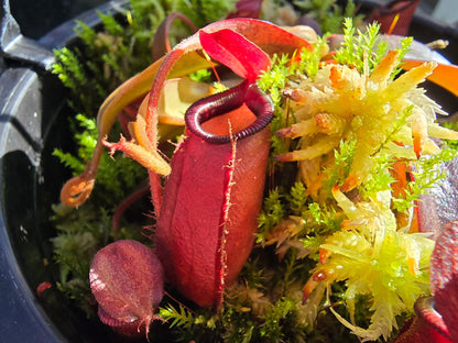 Nepenthes 'Dark Secret' - Lowland Tropical Pitcher Plant