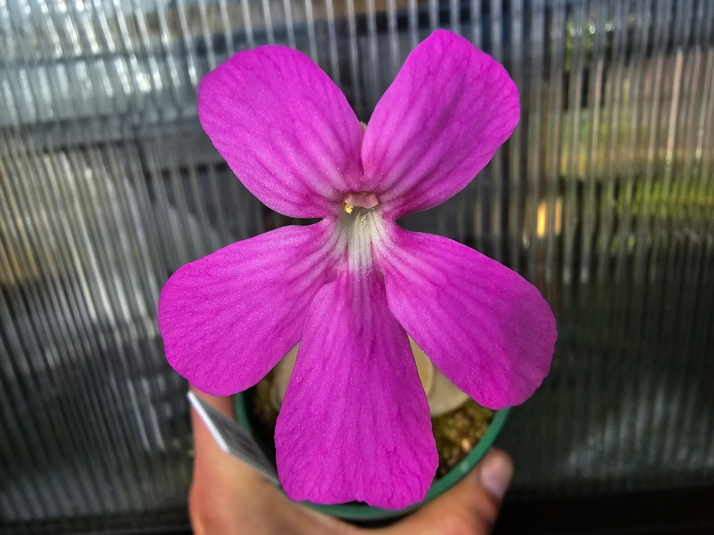Pinguicula moranensis 'Superba' - Mexican Butterwort