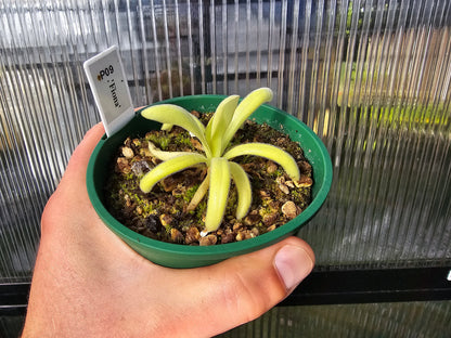 Pinguicula moctezumae x zecheri - Mexican Butterwort