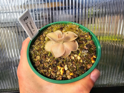 Pinguicula 'Weser' x jaumavensis