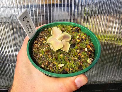 Pinguicula moranensis 'Gi-Won'