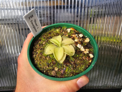 Pinguicula 'Weser' x emarginata - Mexican Butterwort