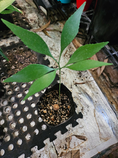 Bowenia spectabilis (Tinaroo Fern)