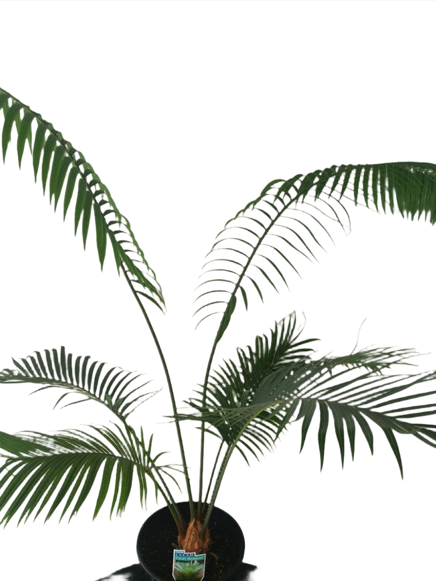 Cycas thouarsii