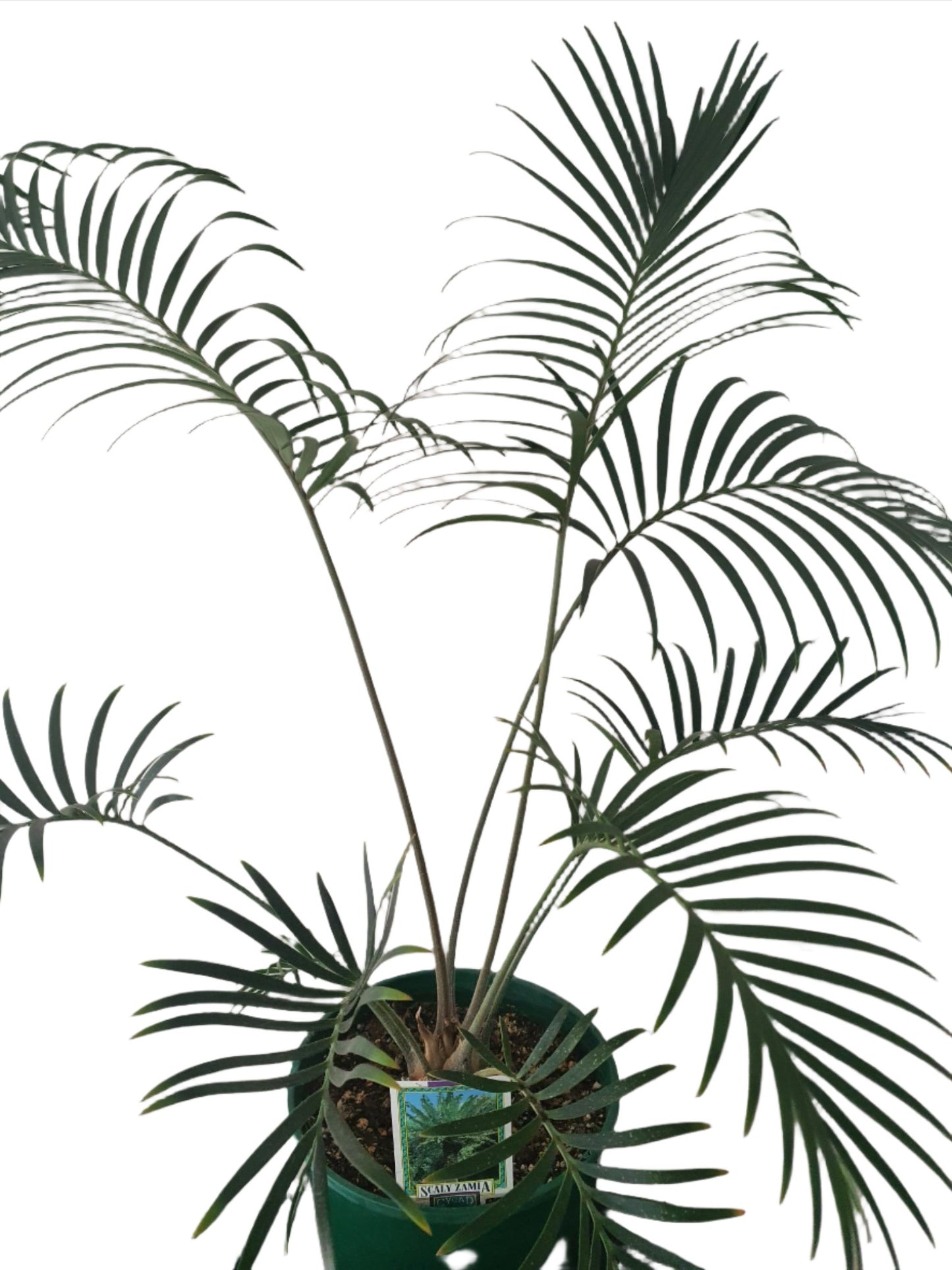 Scaly Zamia