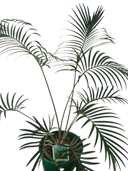 Scaly Zamia