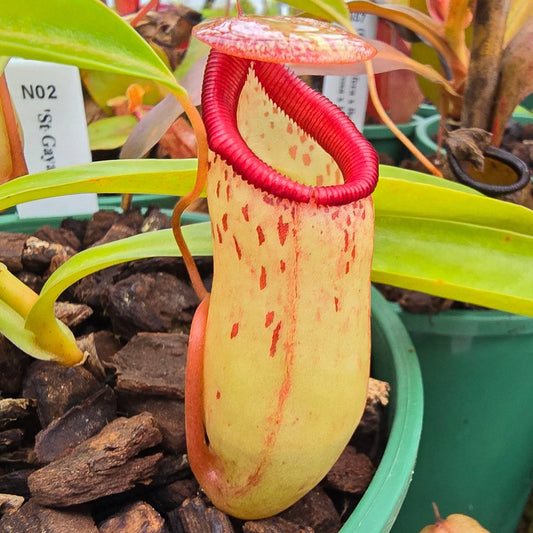 Nepenthes 'St Gaya' - Intermediate Tropical Pitcher Plant