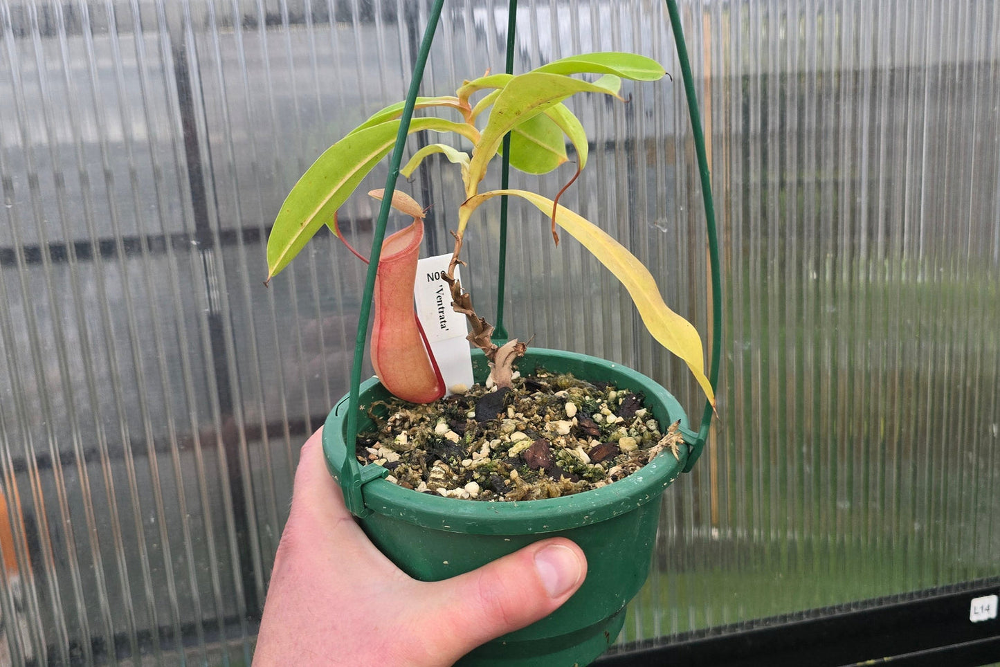 Nepenthes 'Ventrata' - Highland Tropical Pitcher Plant