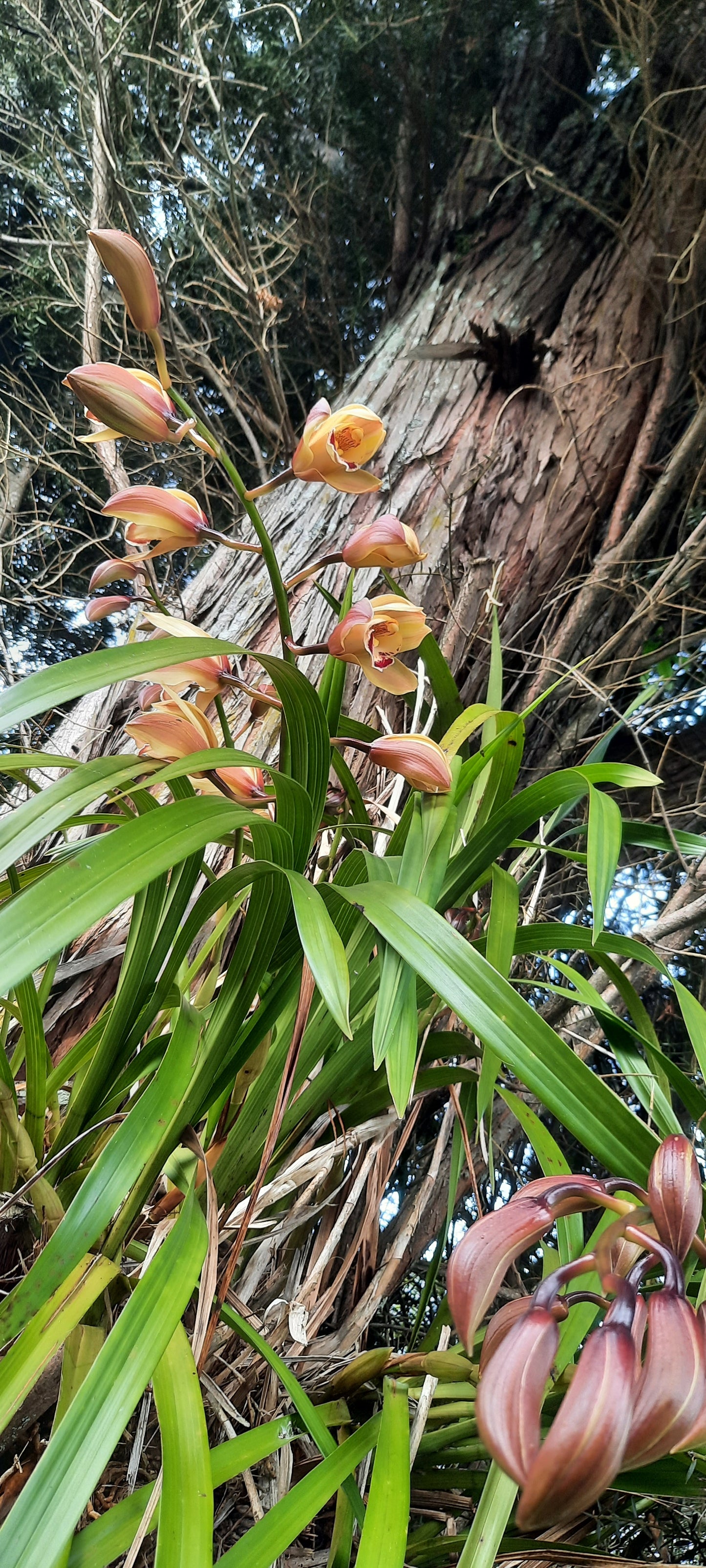 Cymbidium Orchid, Peach Colour