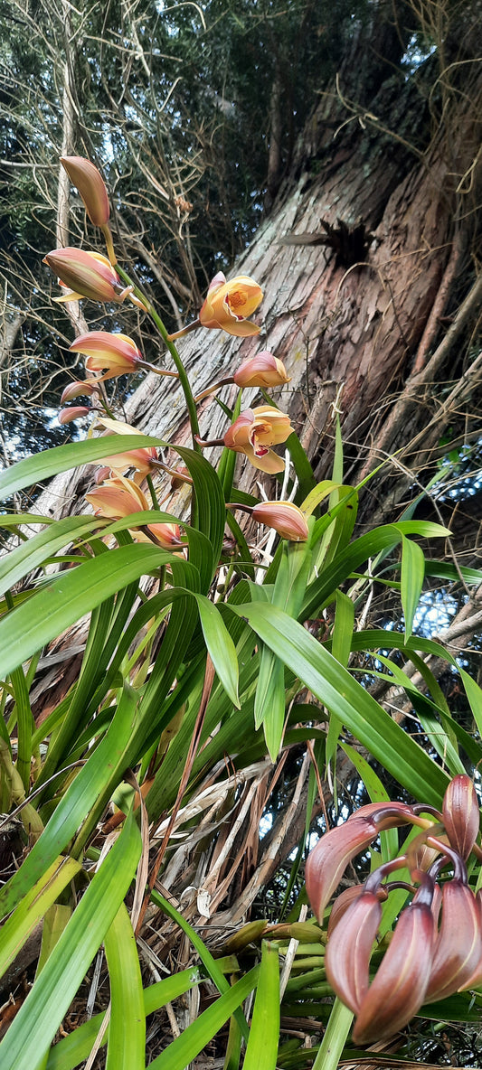 Cymbidium Orchid, Peach Colour