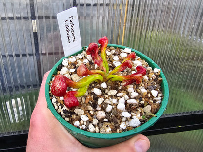 Darlingtonia californica - Cobra Lilies