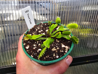 Dionaea muscipula 'Fused Tooth' - Venus Fly Trap