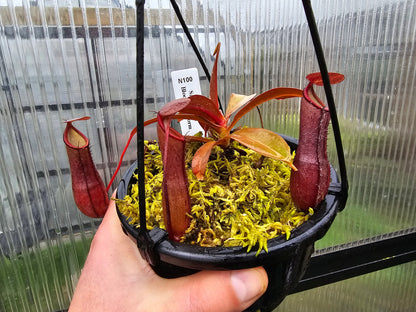 Nepenthes sanguinea 'Blood Red Form' - Intermediate Tropical Pitcher Plant