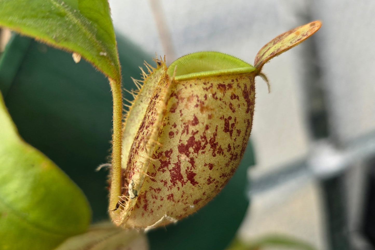 Nepenthes ampullaria 'Red Speckled Form'