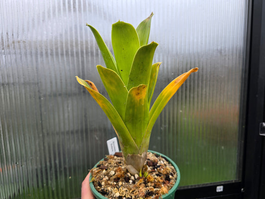 Brocchinia reducta - Carnivorous Bromeliad