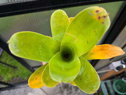 Brocchinia reducta - Carnivorous Bromeliad