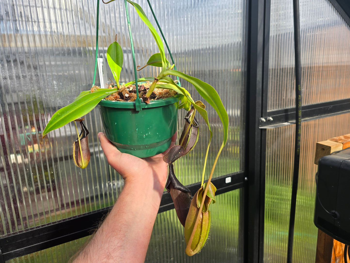 Nepenthes bongso - Highland Tropical Pitcher Plant
