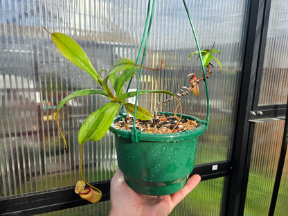 Nepenthes 'Petra' - Highland Tropical Pitcher Plant