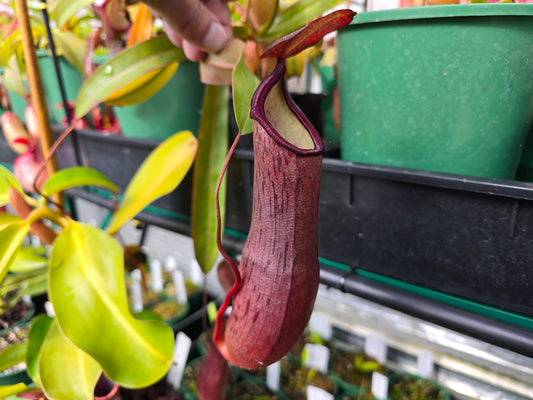 Nepenthes 'Rebecca Soper' - Highland Tropical Pitcher Plant