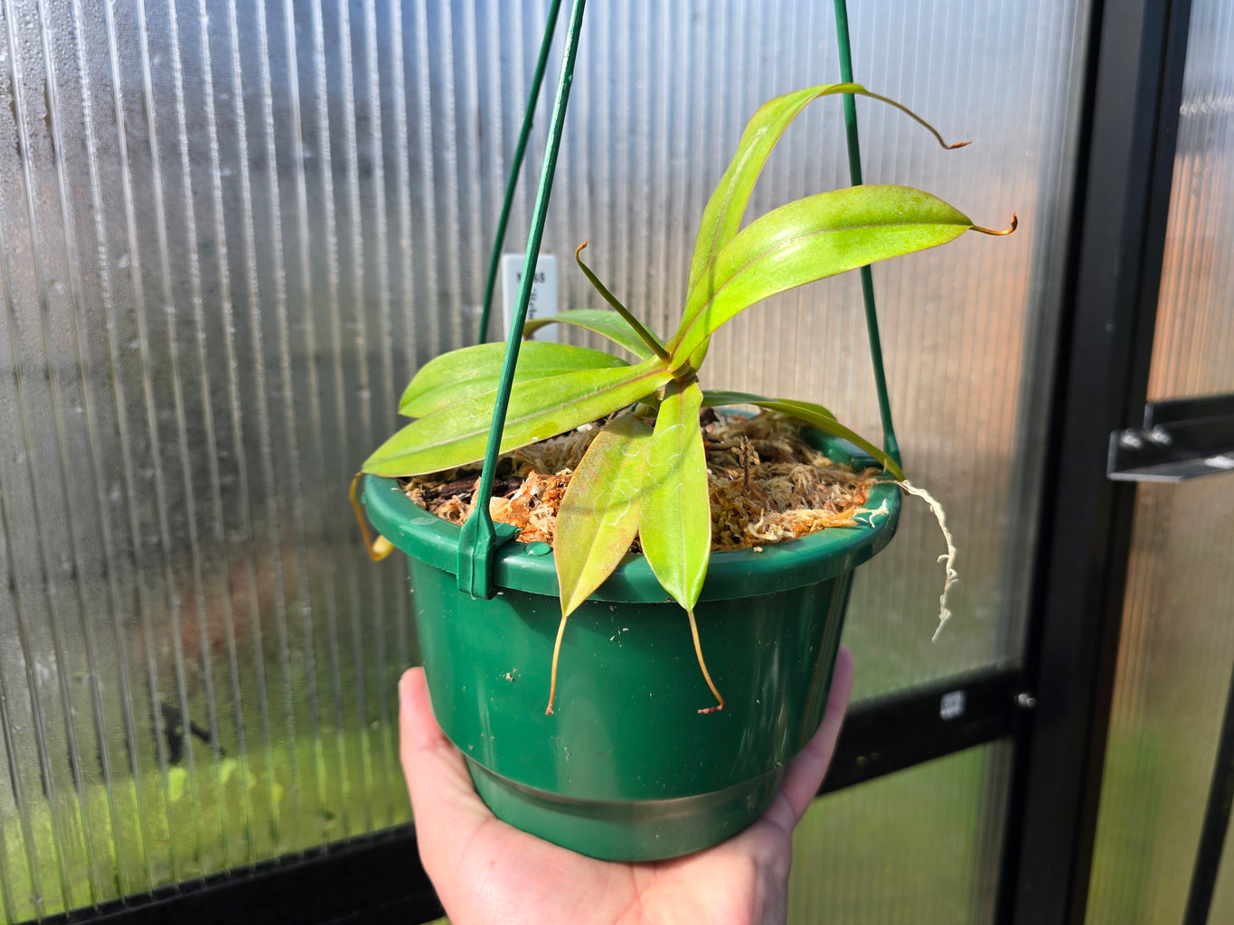 Nepenthes 'Rebecca Soper' - Highland Tropical Pitcher Plant