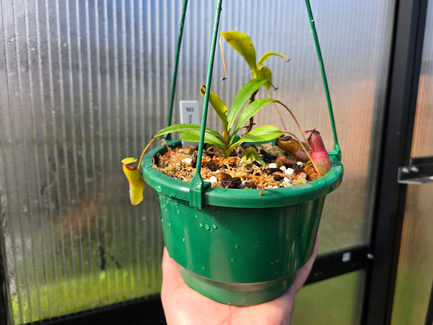 Nepenthes 'Petra' - Highland Tropical Pitcher Plant