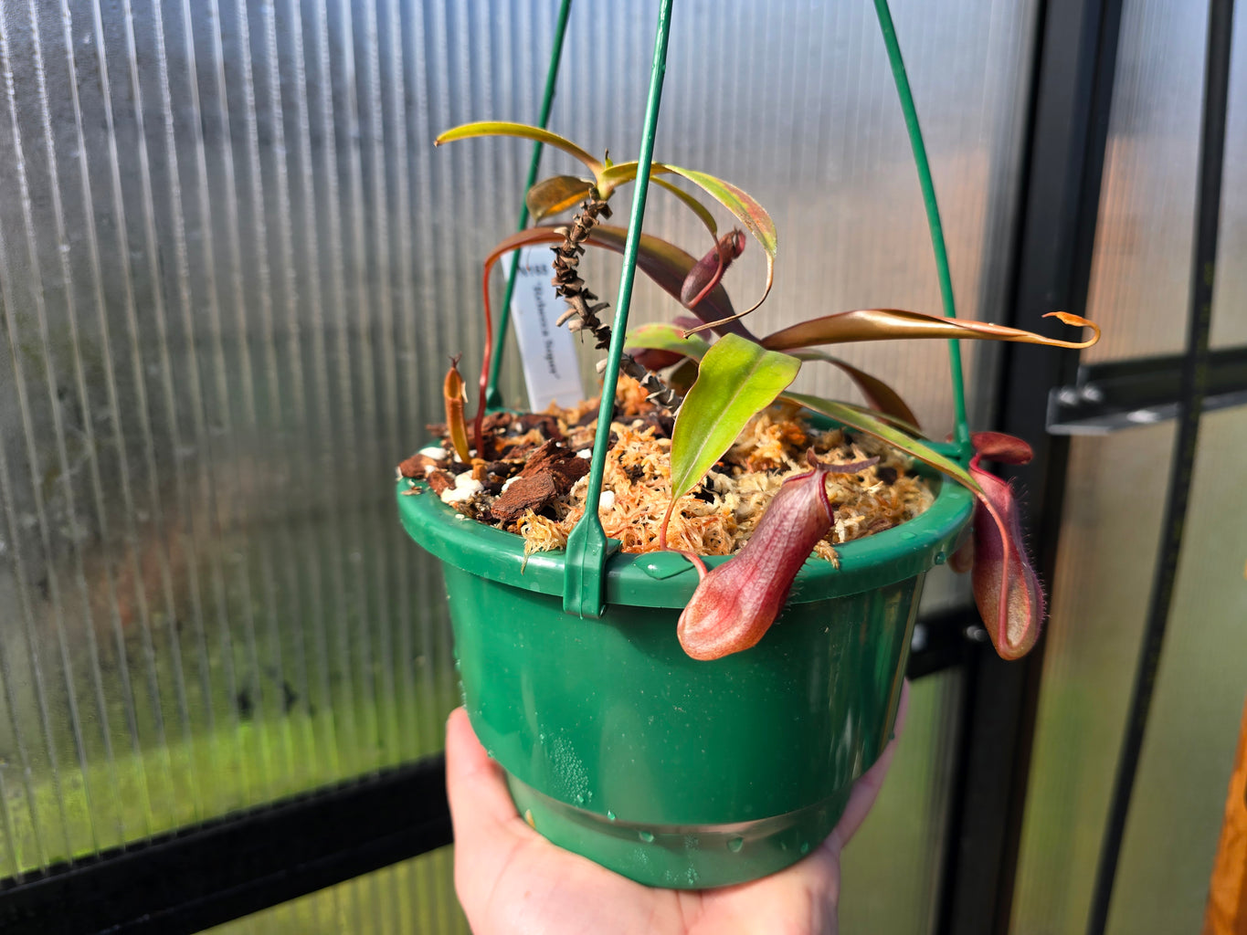 Nepenthes 'Rebecca Soper' - Highland Tropical Pitcher Plant