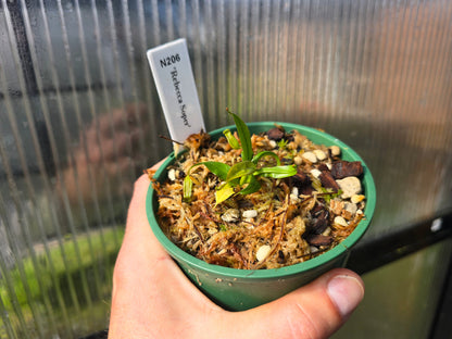 Nepenthes 'Rebecca Soper' - Highland Tropical Pitcher Plant