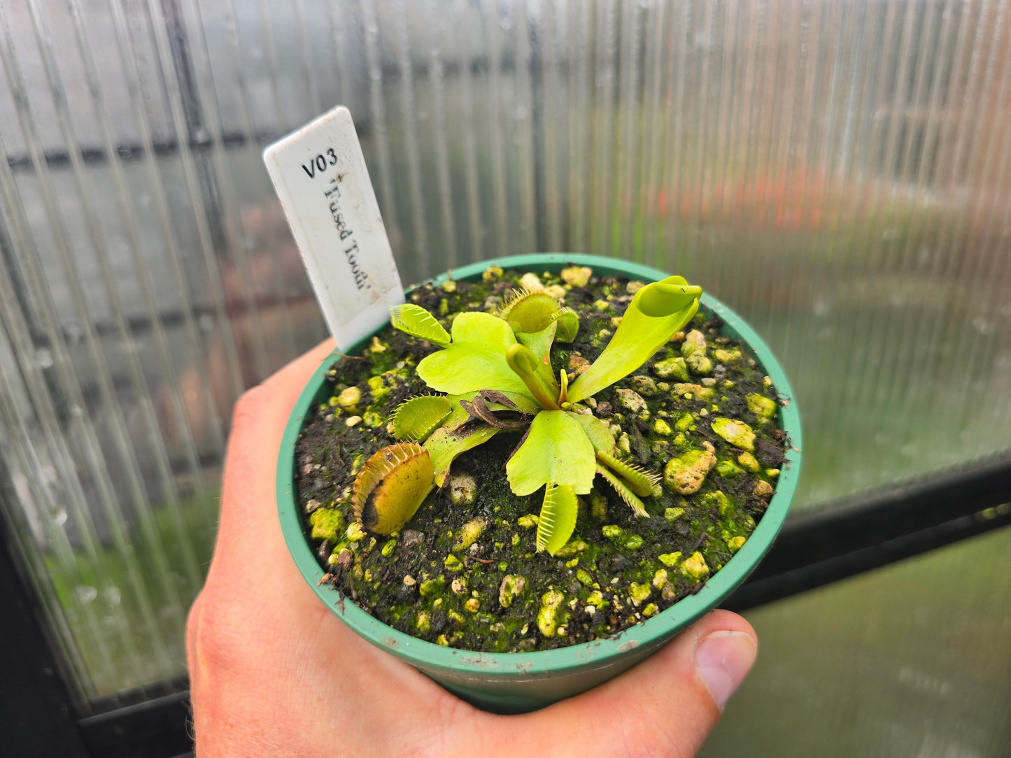 Dionaea muscipula 'Fused Tooth' - Venus Fly Trap