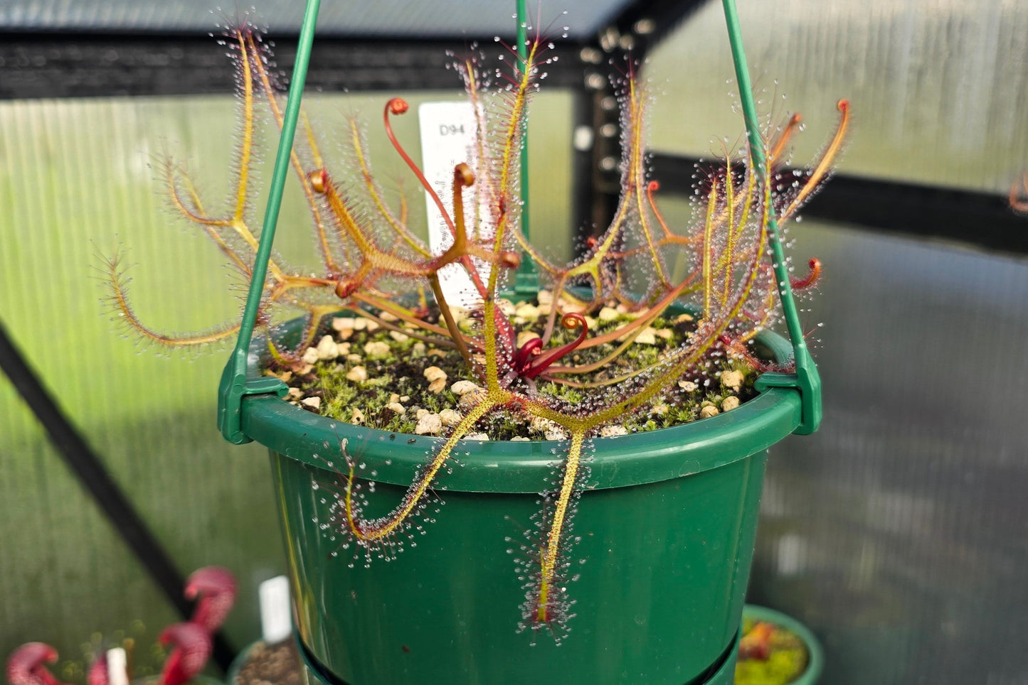 Drosera binata var. multifida "Extrema - Pink Flower Form" - Staghorn Sundew