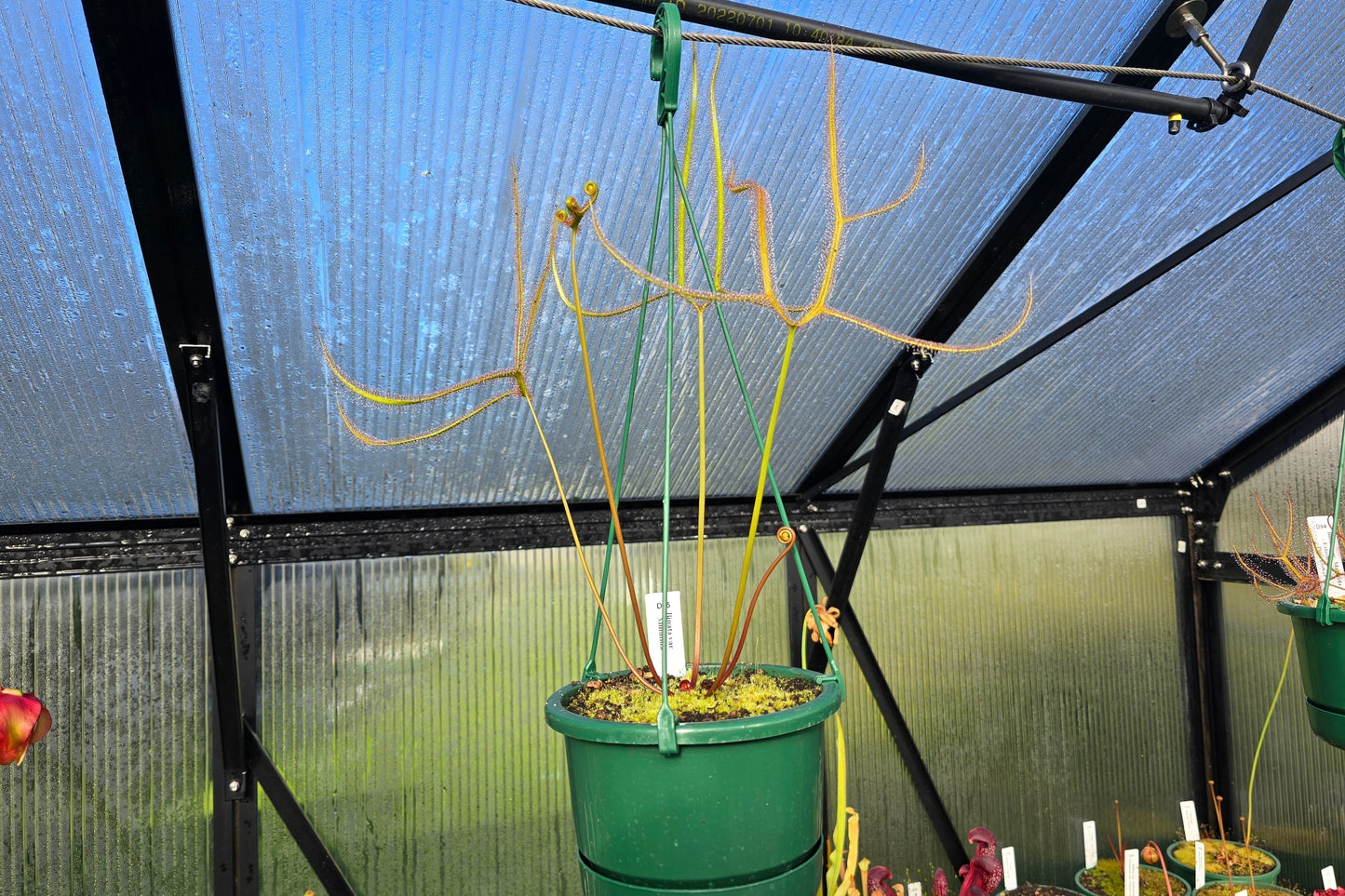 Drosera binata var. dichotoma "Giant Form" - Giant Forked Sundew