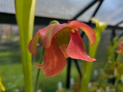 Sarracenia leucophylla x flava var. flava - American Pitcher Plant