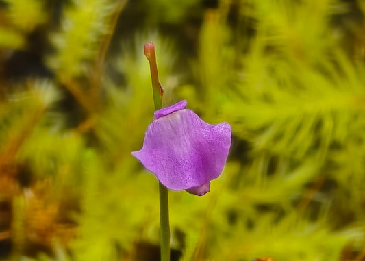 Utricularia lateriflora - Terrestrial Bladderwort