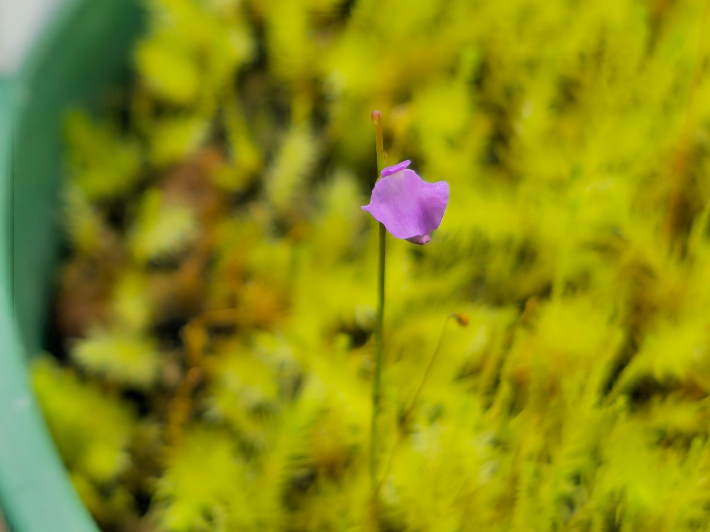 Utricularia lateriflora - Terrestrial Bladderwort