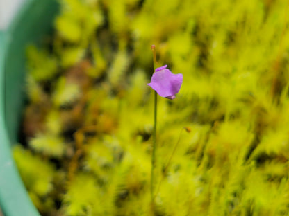 Utricularia lateriflora - Terrestrial Bladderwort