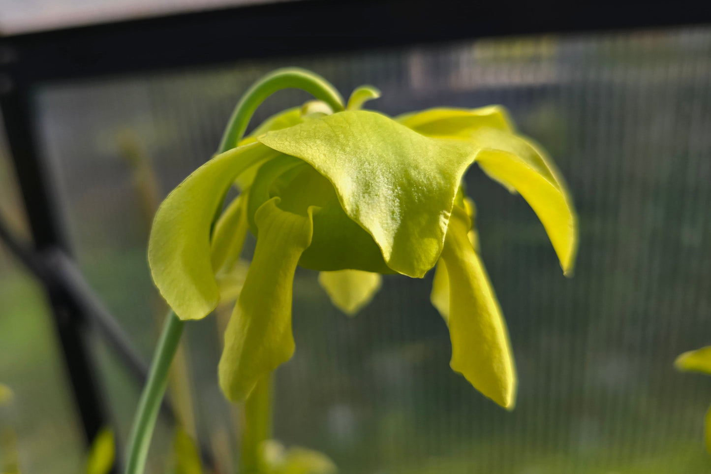 SEED - Sarracenia oreophila var. oreophila - Giant Form, Red Under Lid In Autumn - Green Pitcher Plant - 10+ Per Packet