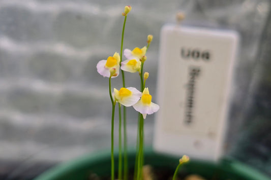 Utricularia bisqumata - Terrestrial Bladderwort