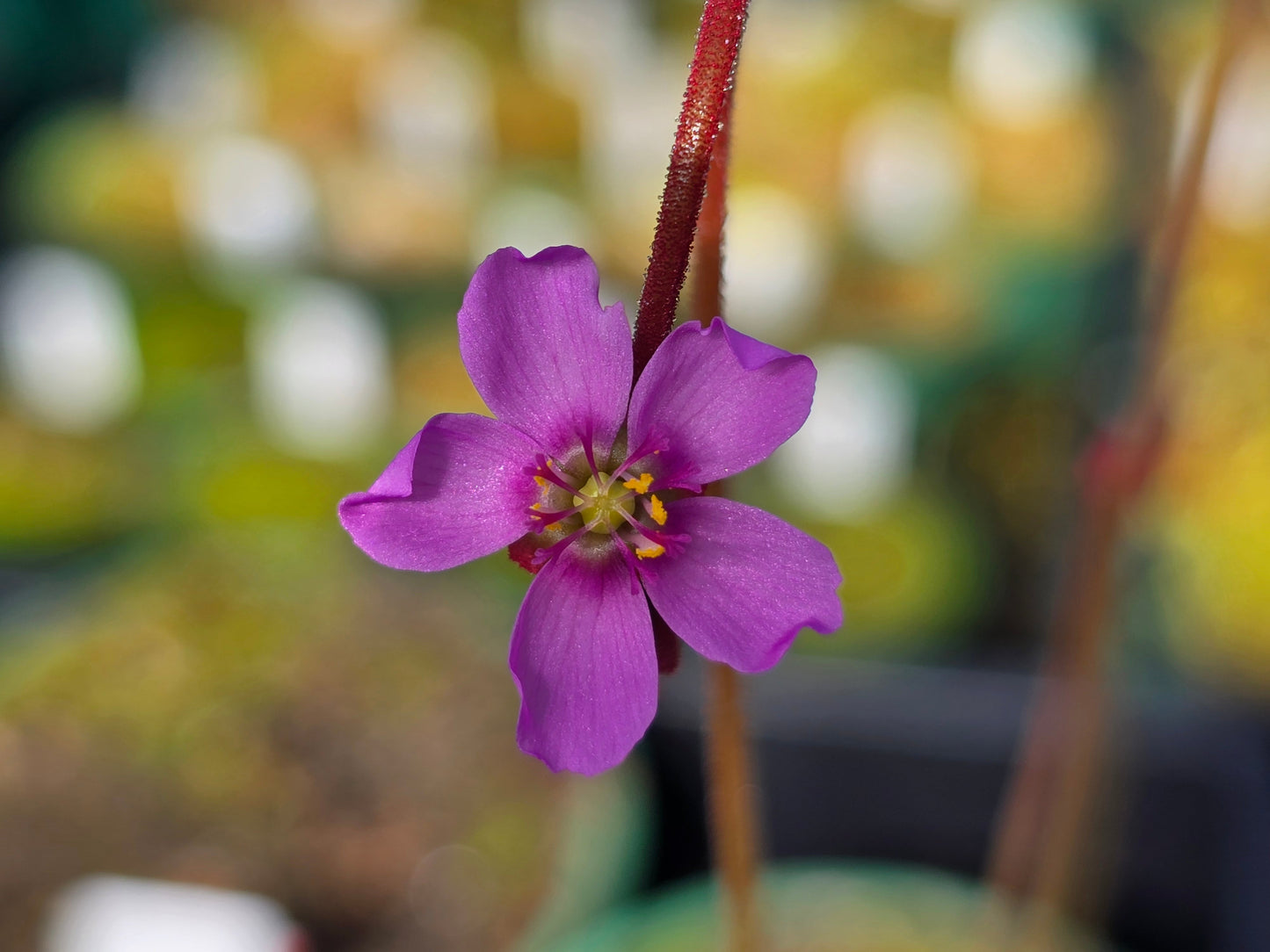Drosera aliciae - Alice Sundew